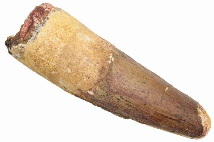 Real Fossil Spinosaurus Tooth - Feeding Worn Tip #230568
